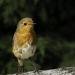 Cheeky Robin