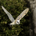 Barn Owl In Flight