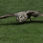 Low Flying