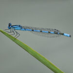 Common Blue Damselfly On Reeds