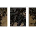Seaweed