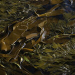 Sea Kelp