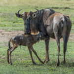 Wildebeest With Newborn