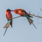 Squabbling Carmine Bee Eaters