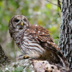 Barred Owl With Fish