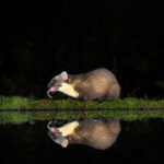 Pine Marten Feeding