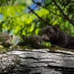 Resting Cubs After The Rain