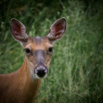 White Tailed Deer