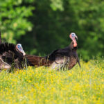 Wild Turkeys In Cades Cove