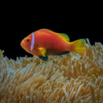 A Maldive Anemonefish