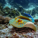 A Bluespotted Ribbontail Ray