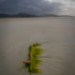 Driftwood