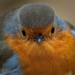 Robin Detail