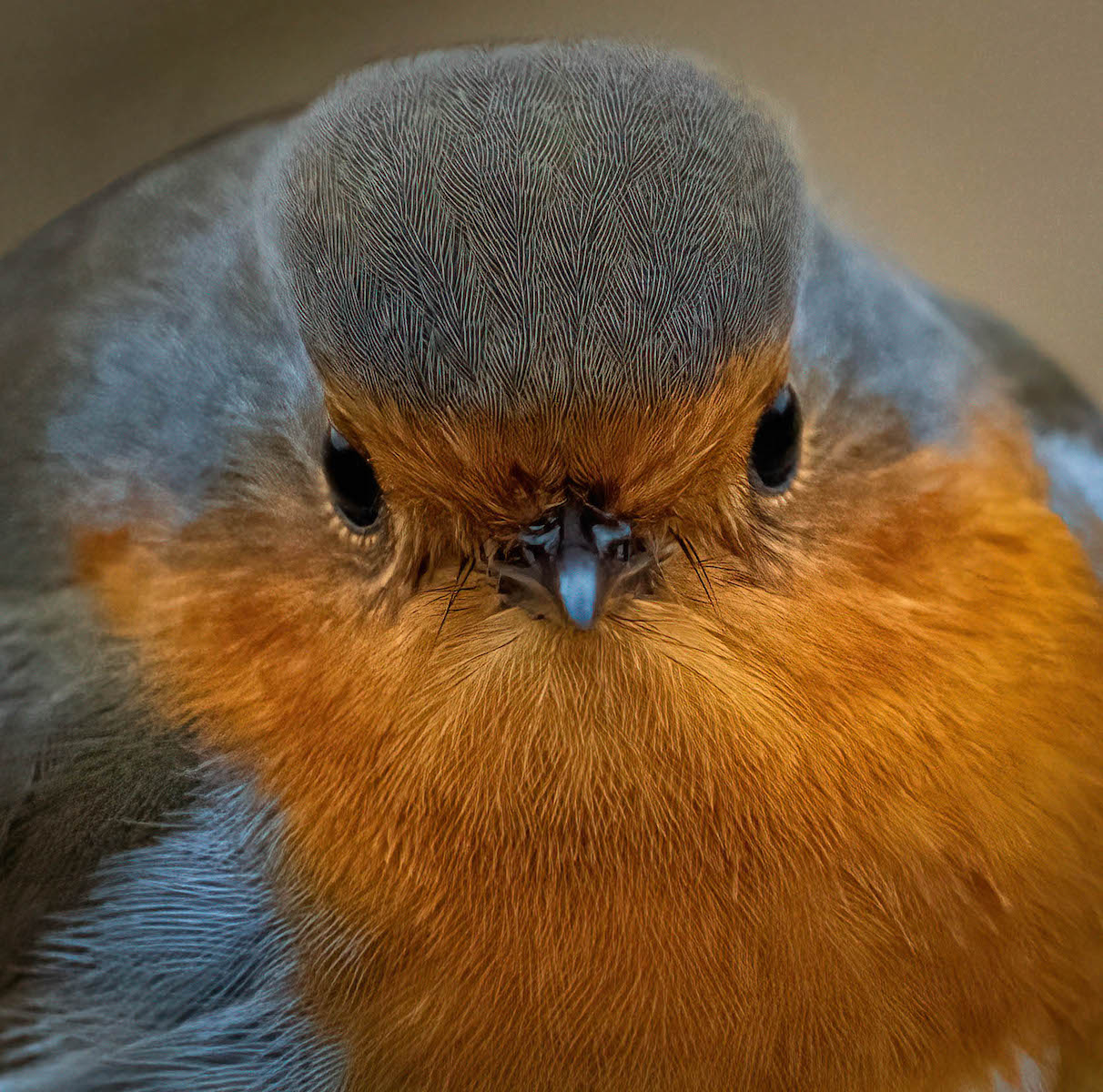Robin Detail by Alex Early
