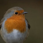 Robin