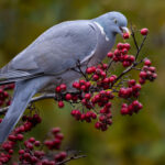 Enjoying The Berries