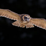Owl In Flight