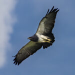 Grey Buzzard Eagle
