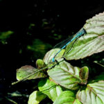 Common Blue Damselflies Mating