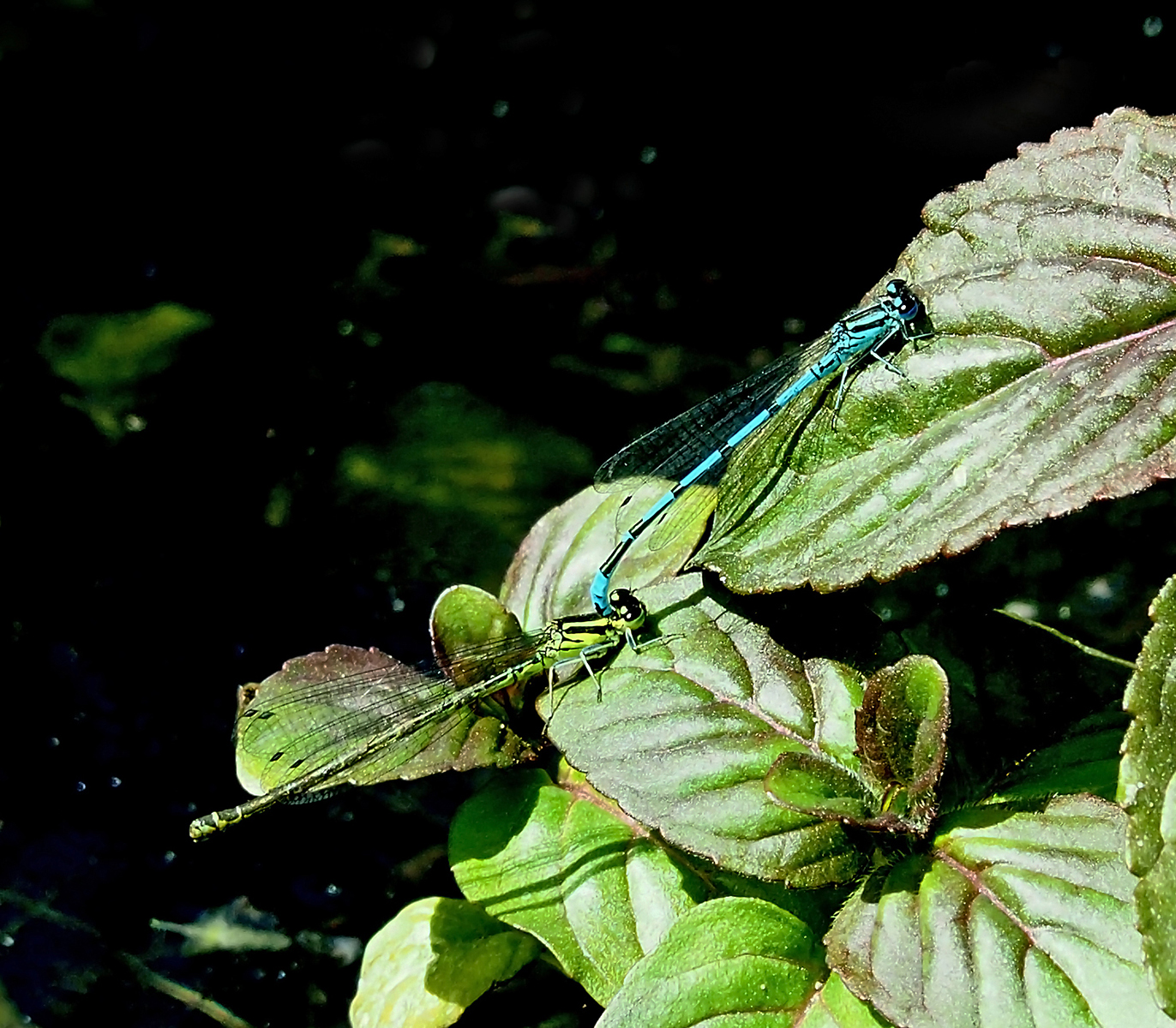 Common Blue Damselflies Mating by Mike Stanley