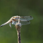 Four Spot Chaser Hooding