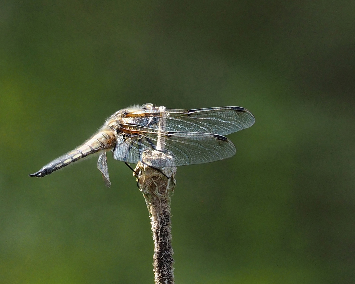Four Spot Chaser Hooding by Mike Stanley