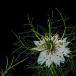 Nigella Detail