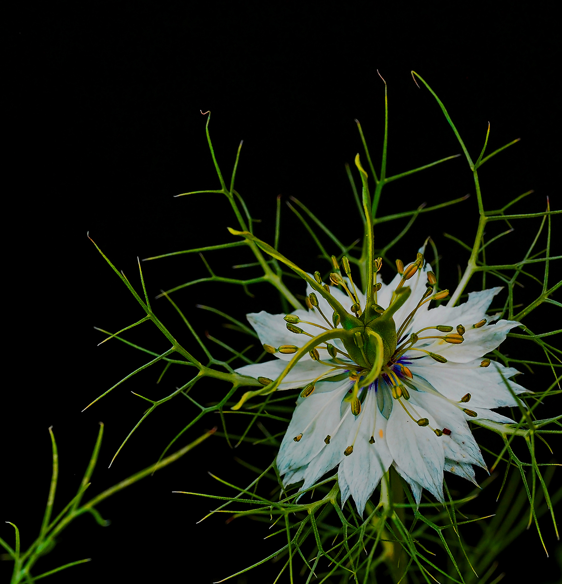 Nigella Detail by Mike Stanley