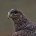 Red Kite