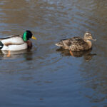Mr And Mrs Mallard