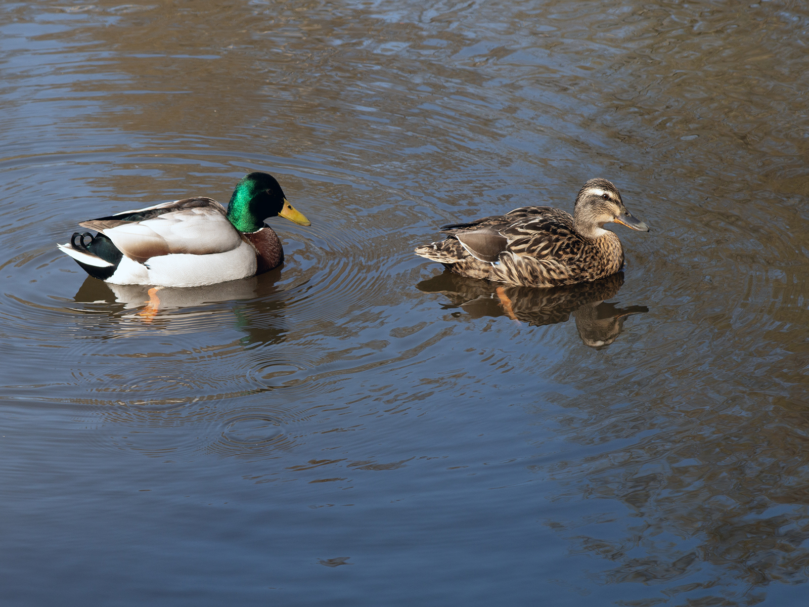 Mr And Mrs Mallard by John Scott