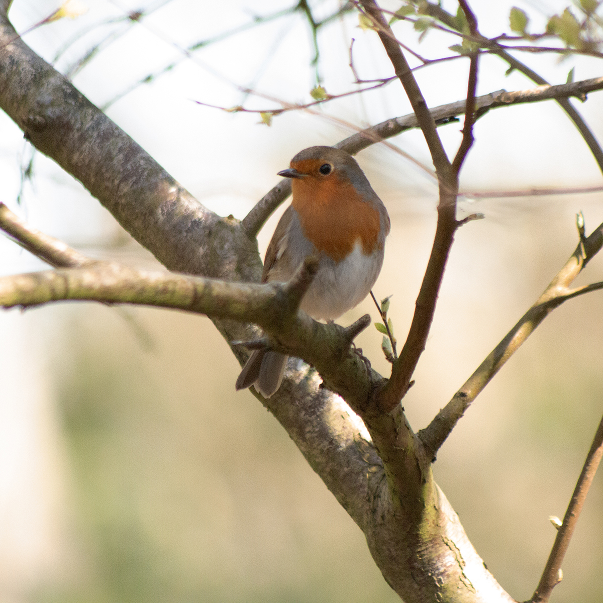 Robin by John Scott