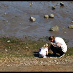 Shellseekers