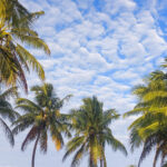 Palm Weather