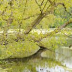 Stanley Park Lake