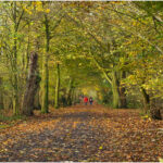 An Autumn Walk In The Woods