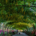 Laburnum Walk