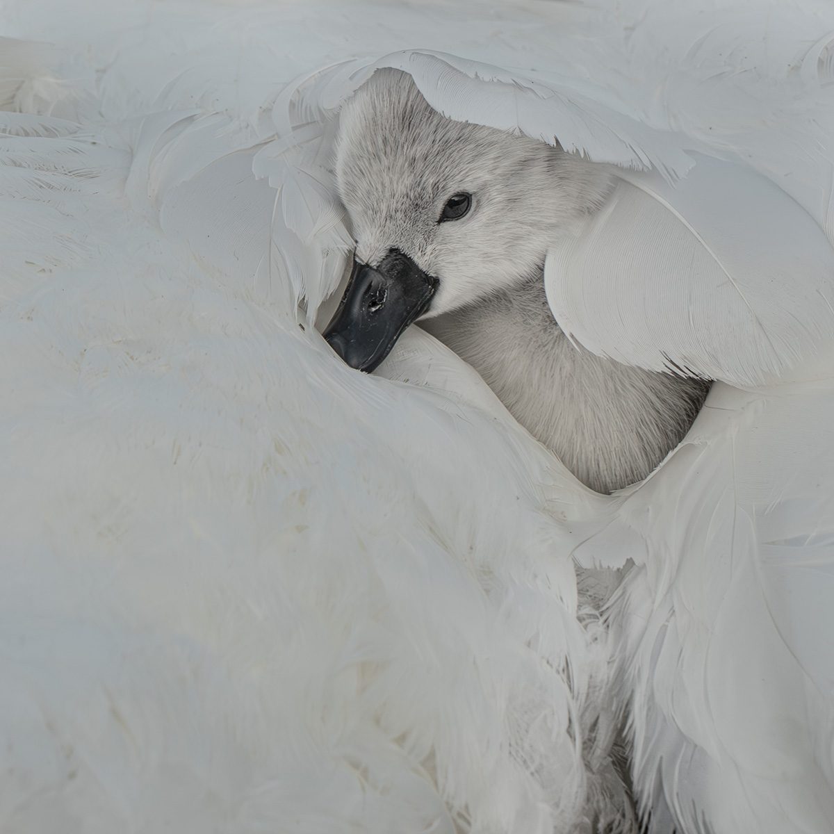 Cygnet Cocooned In Mums Feathers by Margaret Keane