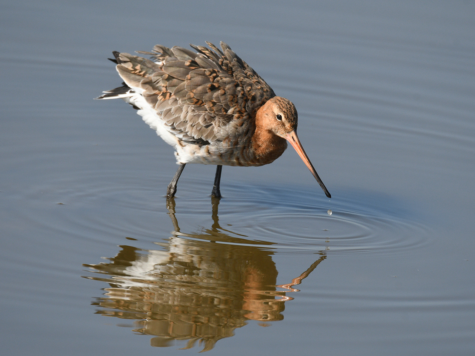 Black Tailed Godwit by Anthony Hull — Score: 12 pts