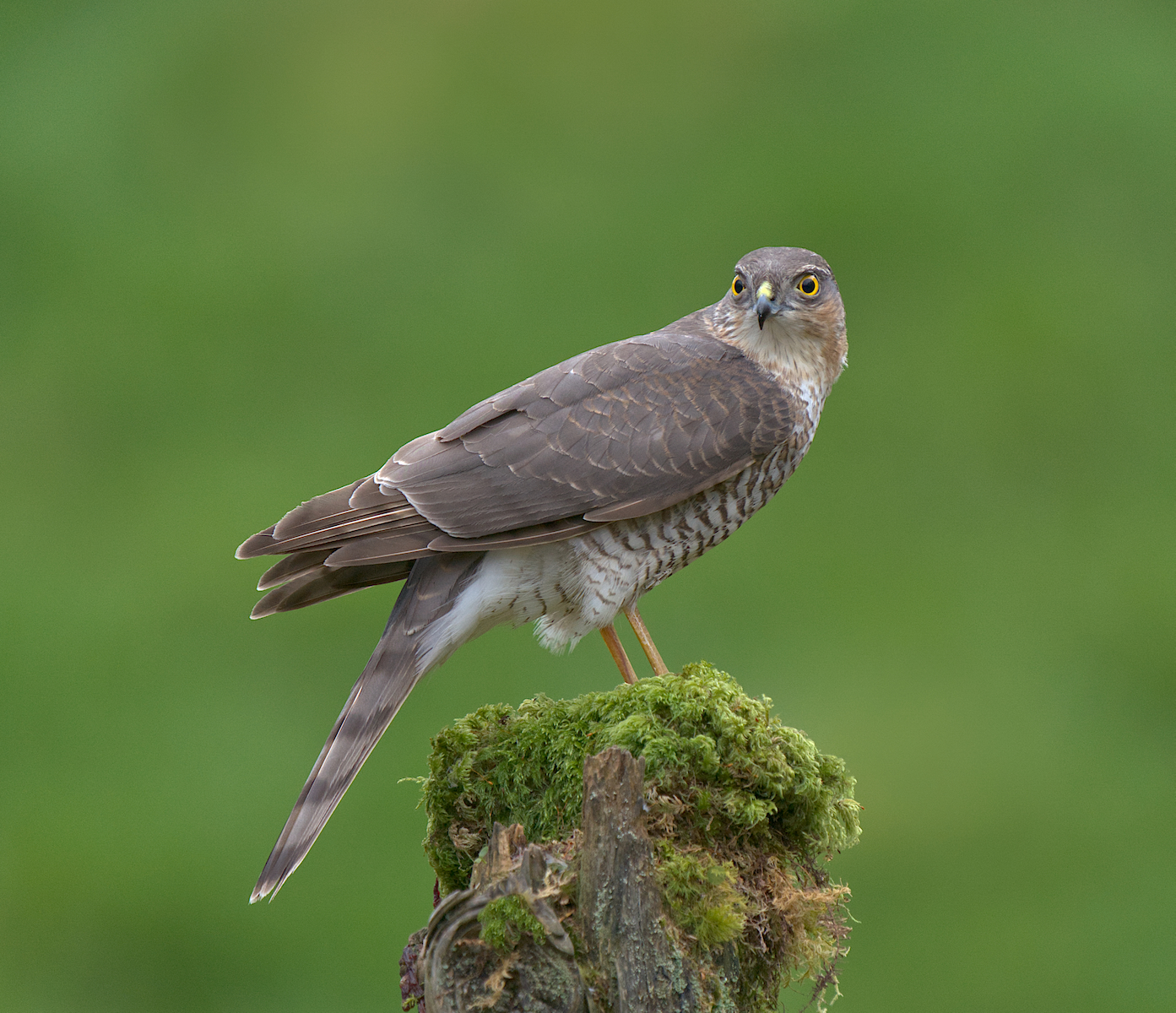 Sparrow Hawk by Chris Taylor — Score: 13 pts