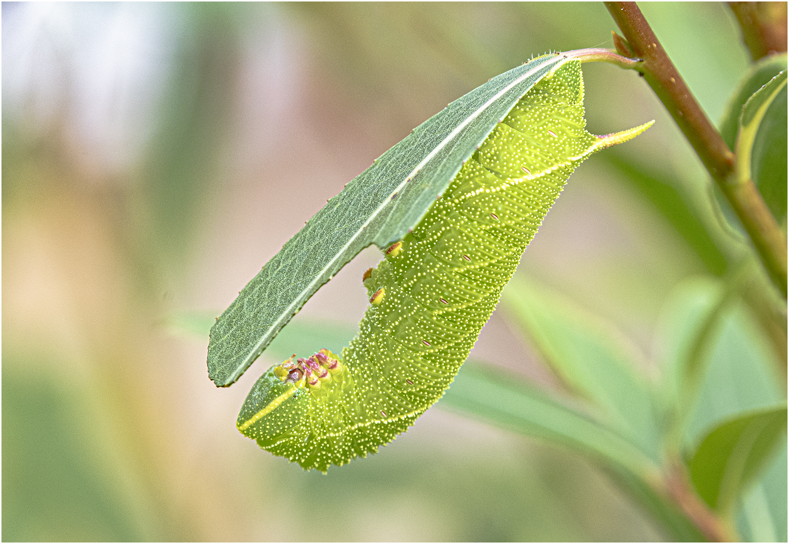 Eyed Hawk Moth Caterpillar by John Walmsley