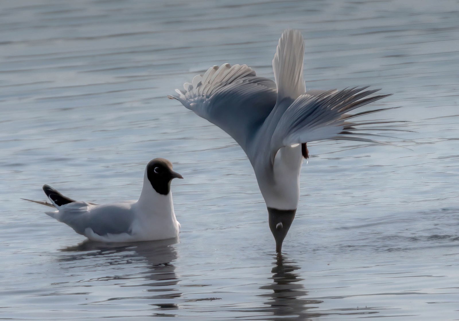 Black Headed Gull Diving by Alex Early
