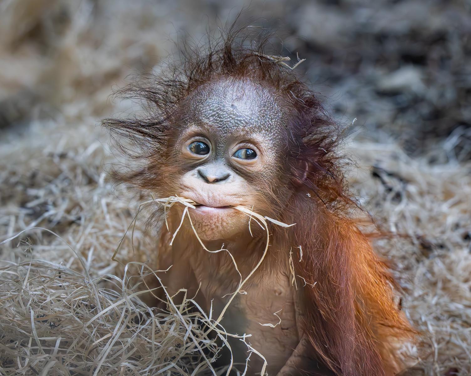 Rufus The Baby Orangutan