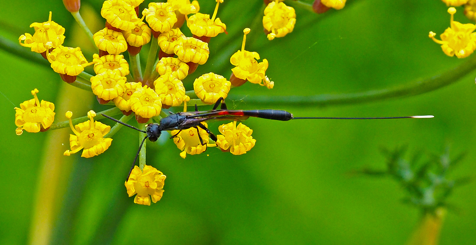 Javelin Wasp Nectaring by Mike Stanley