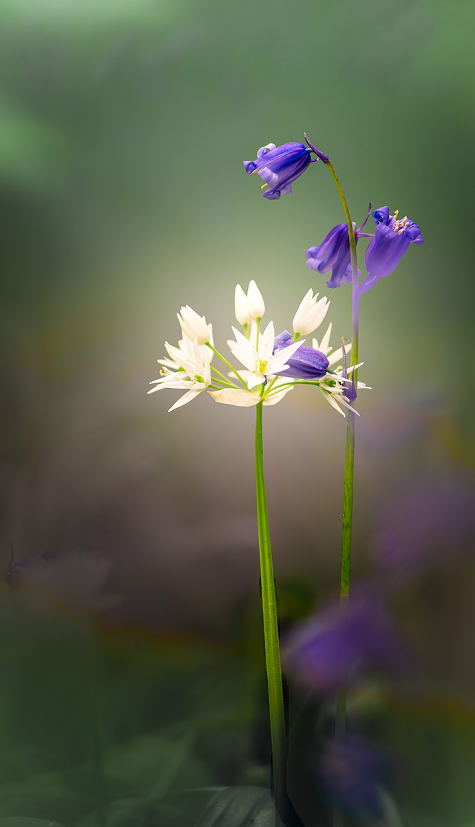 Wild Garlic And Blue Bells Embracing by Margaret Keane