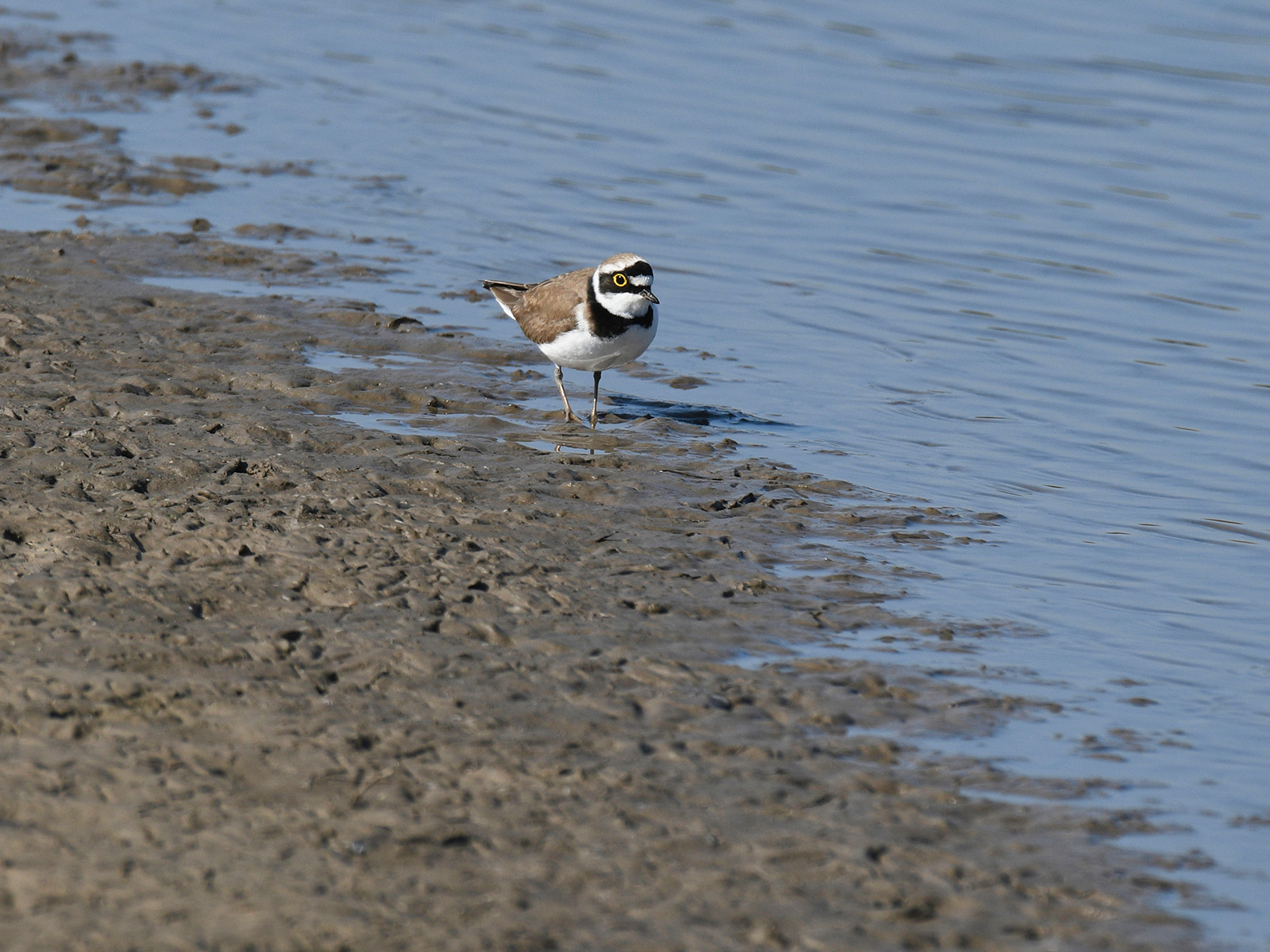 Little Ringed Plover by Anthony Hull — Score: 16 pts