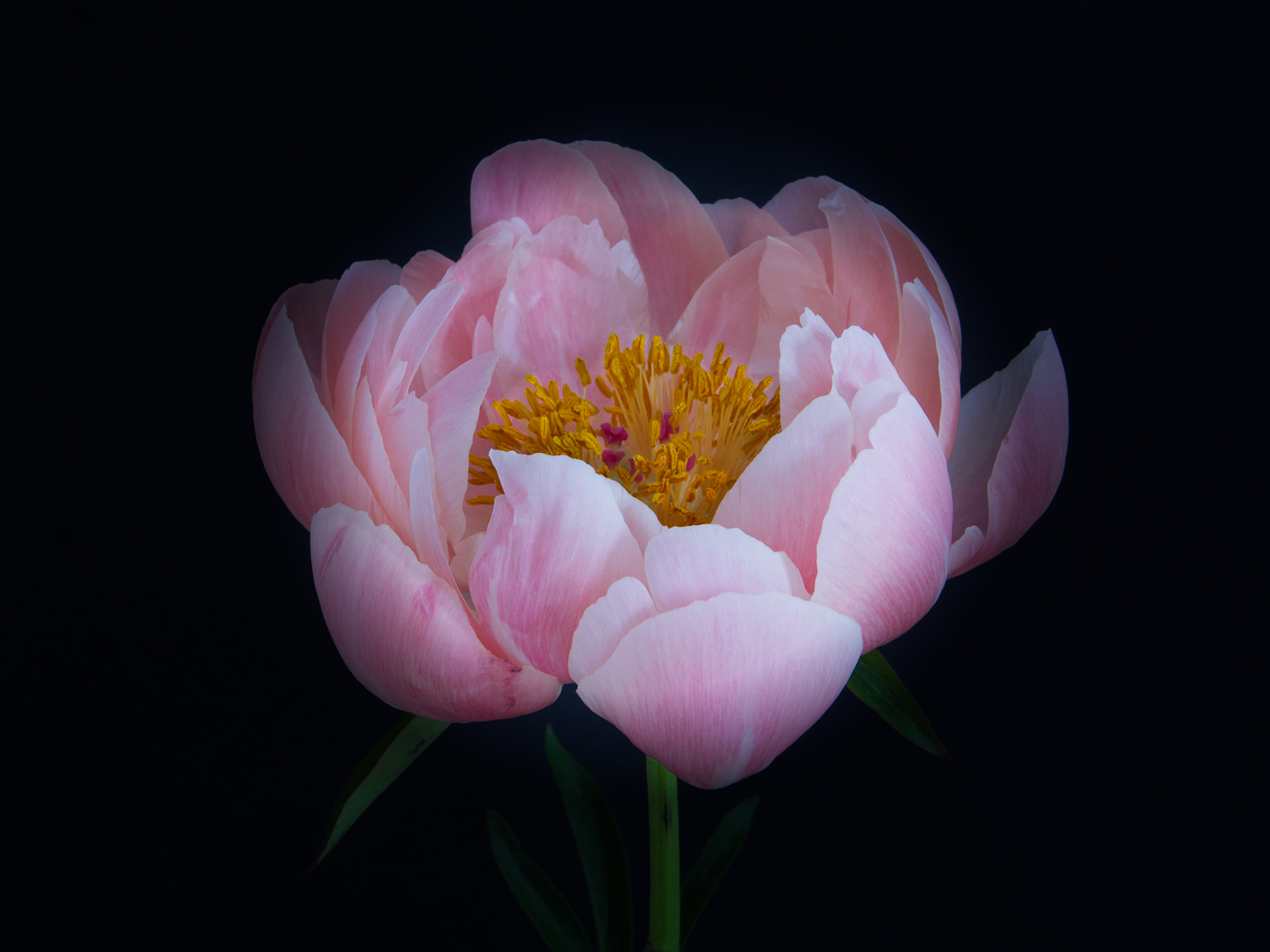 Peony Bowl Of Beauty by Joy Swarbrick — Score: 14 pts