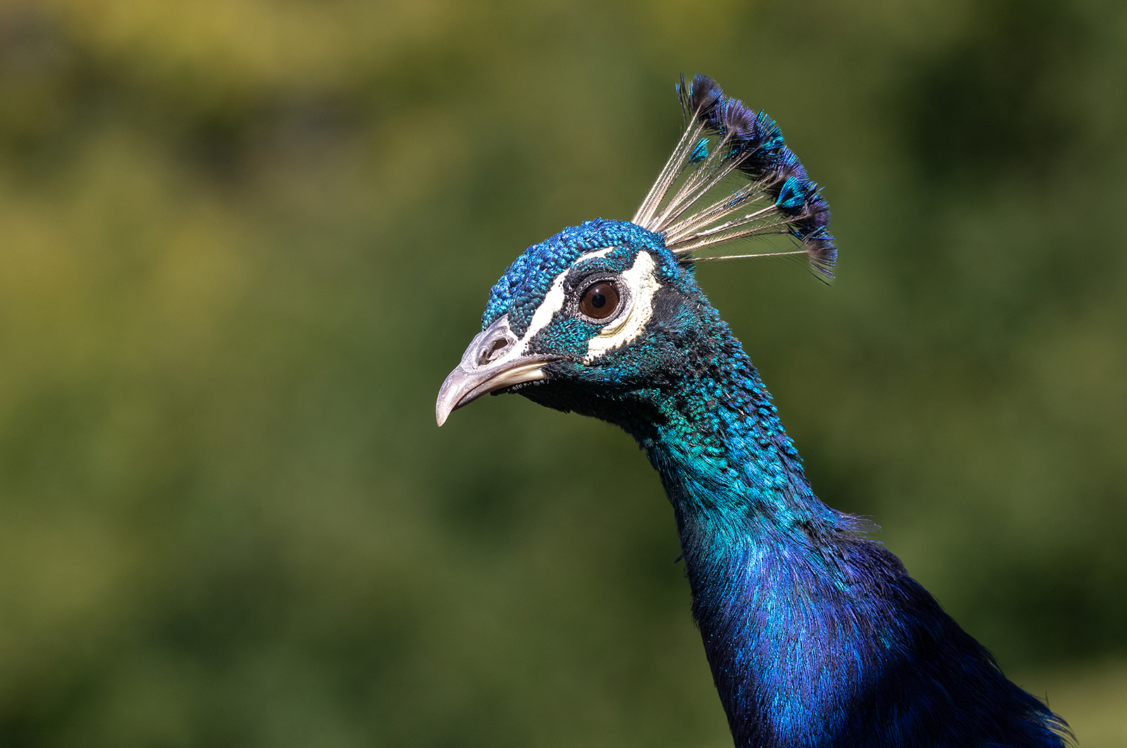 Portrait Of A Peacock by Grant Douse — Score: 16 pts