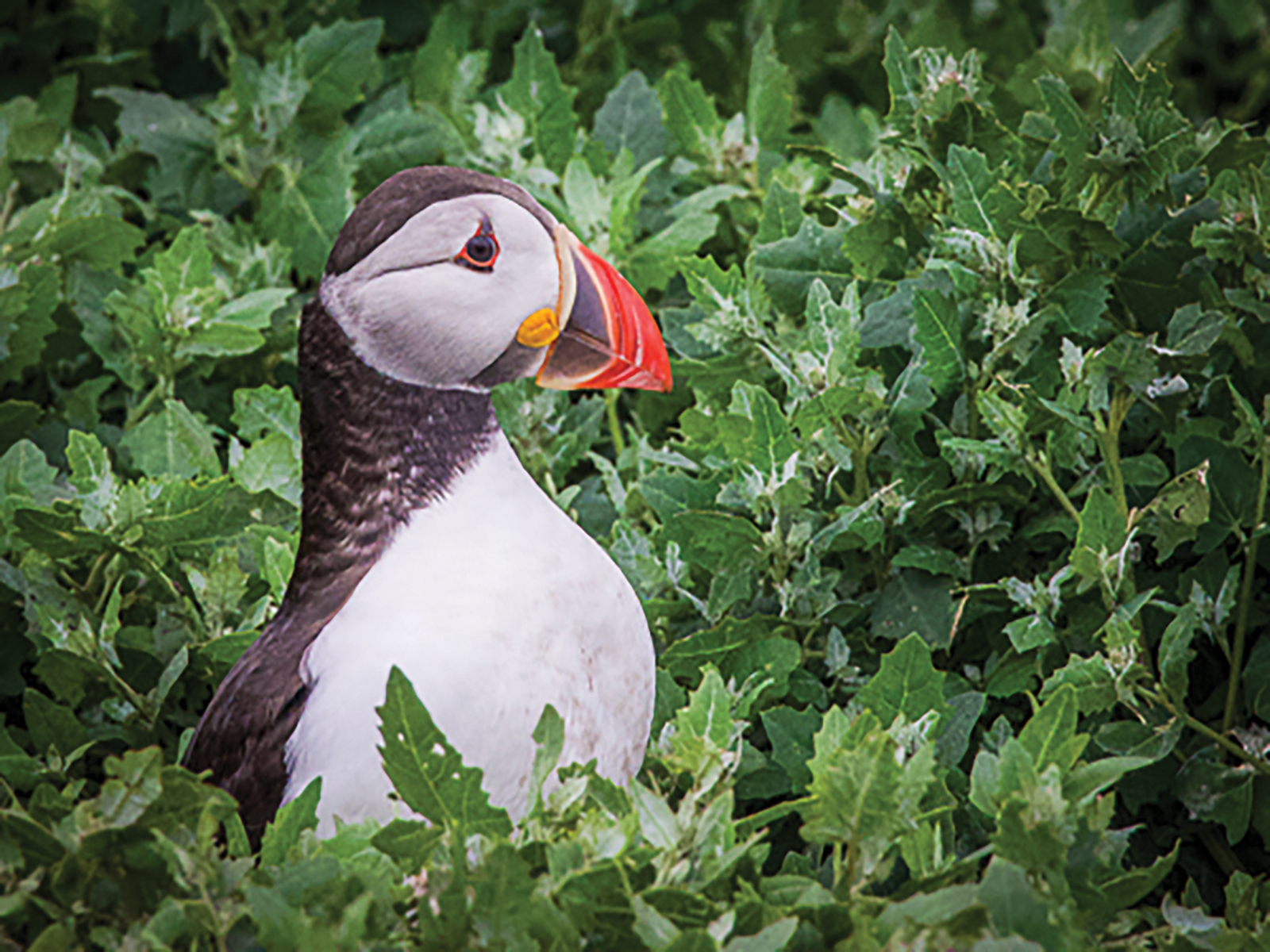 Peeking Puffin by Karen Jackman — Score: 15 pts