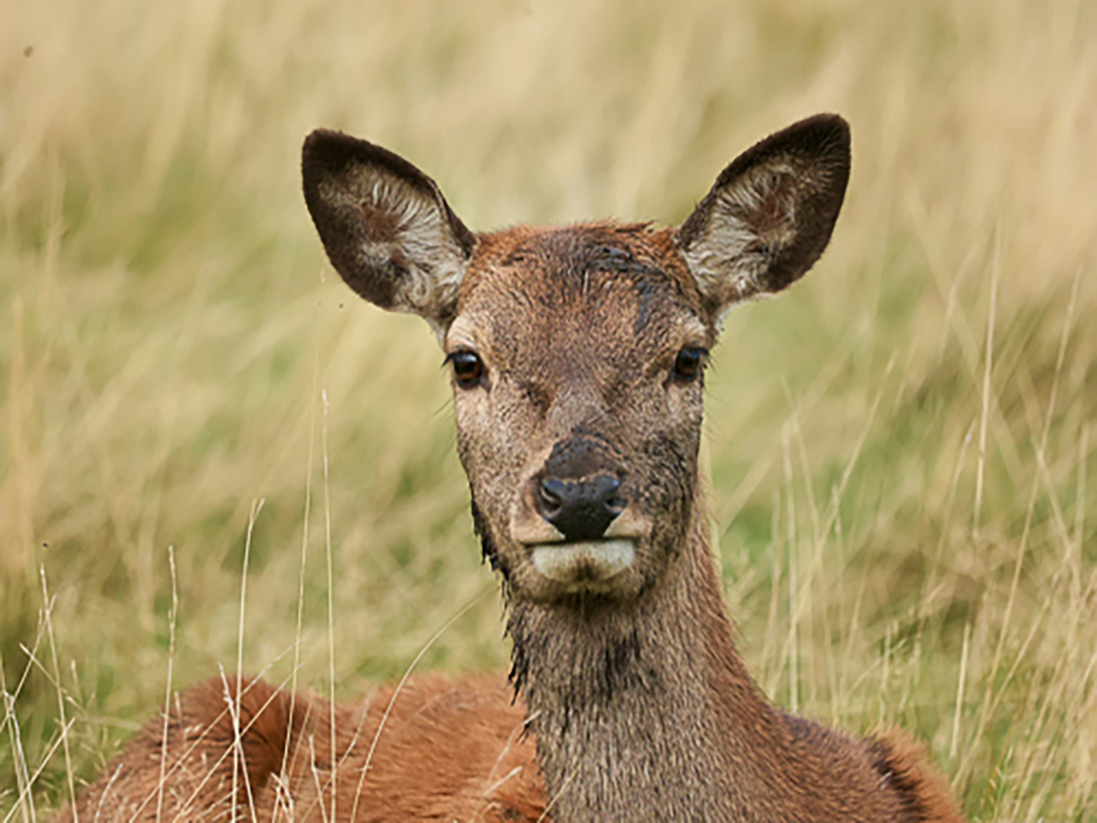 Tatton Deer by Karen Jackman — Score: 14 pts